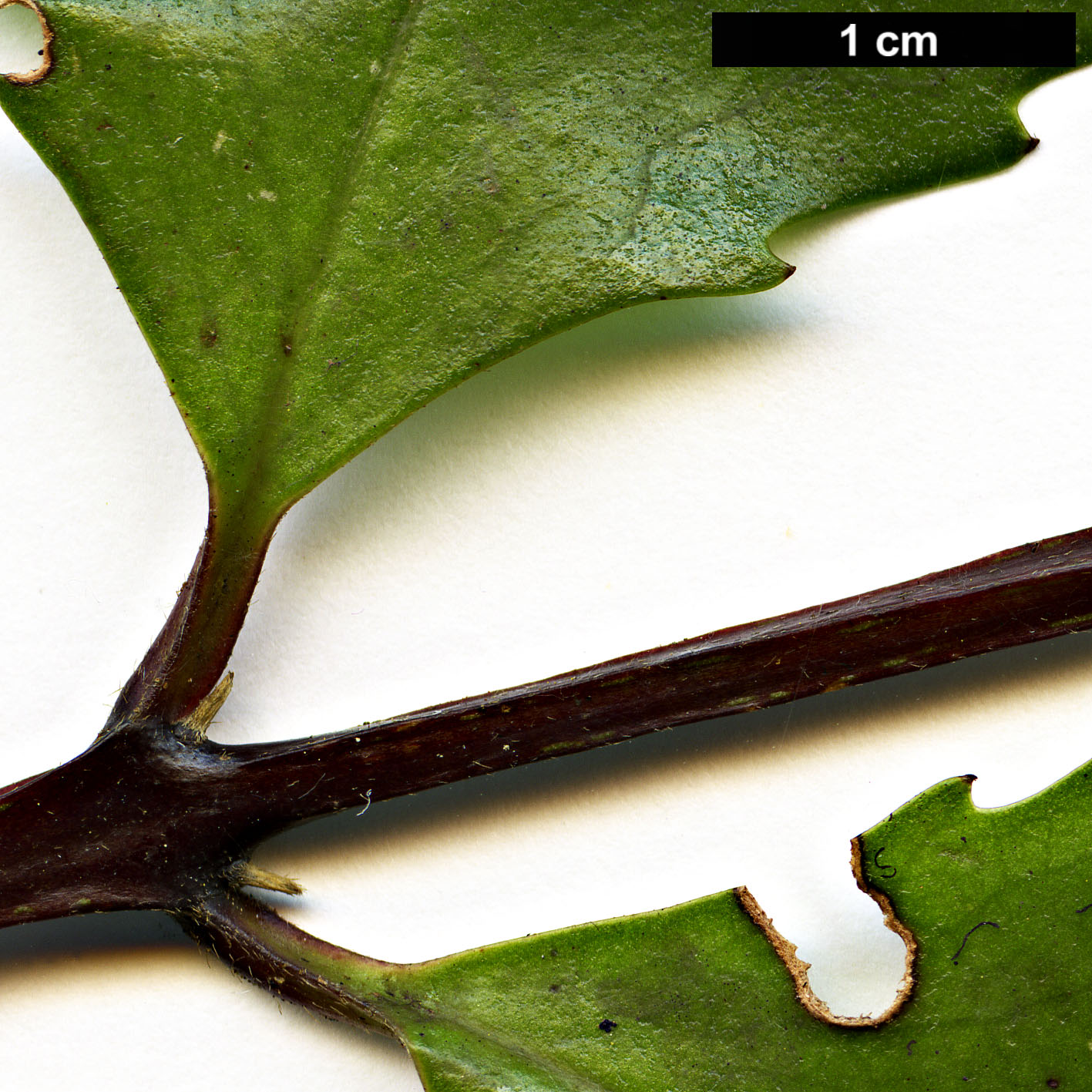 High resolution image: Family: Atherospermataceae - Genus: Laurelia - Taxon: novae-zelandiae